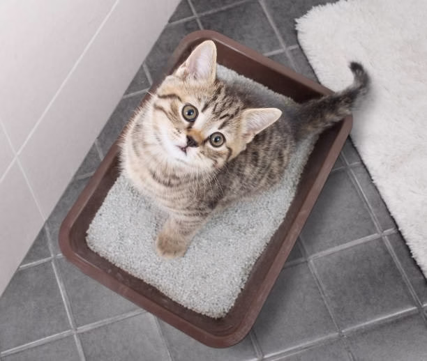 Persembahan Persembahan: Mengumpul Haiwan Pasir Kucing di Rumah berbanding Pasir Kucing Biasa