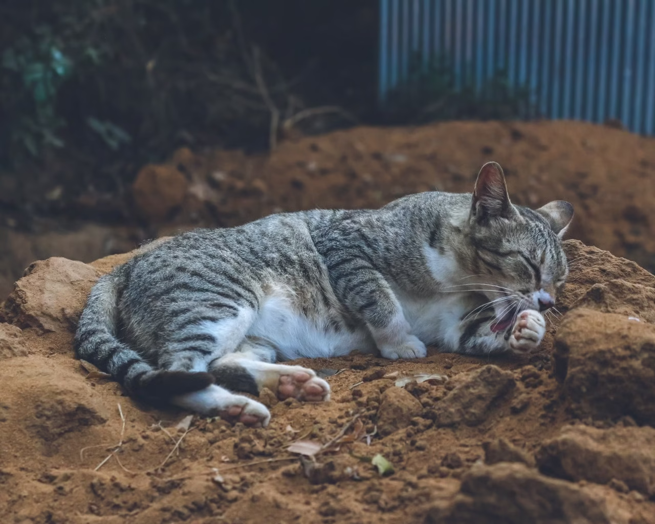 Mendedahkan Teknologi Kunci Bau di Sebalik Pasir Kucing Kunci Bau