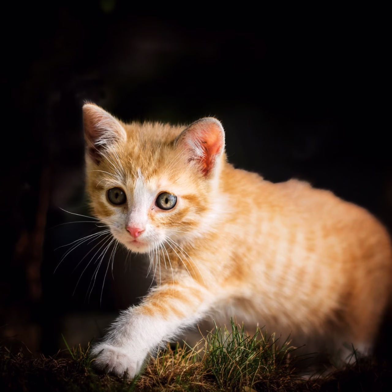 Rebut Peluang Pasaran: 3 Mata Jualan Teratas Odourlock Cat Litter