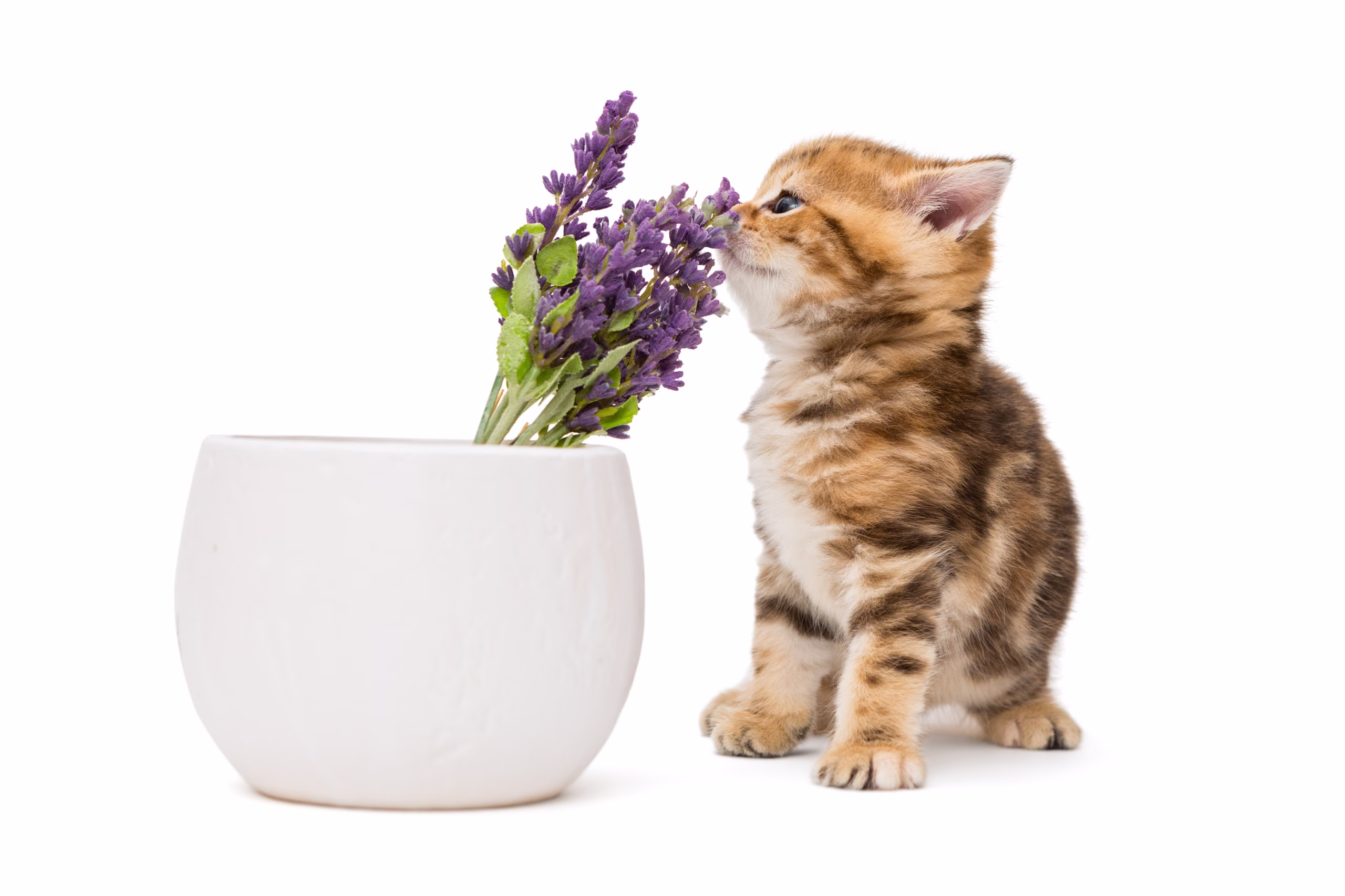 Wangian Pasir Kucing: Sains, Faedah dan Pilihan Bentonit Bau Paling Popular