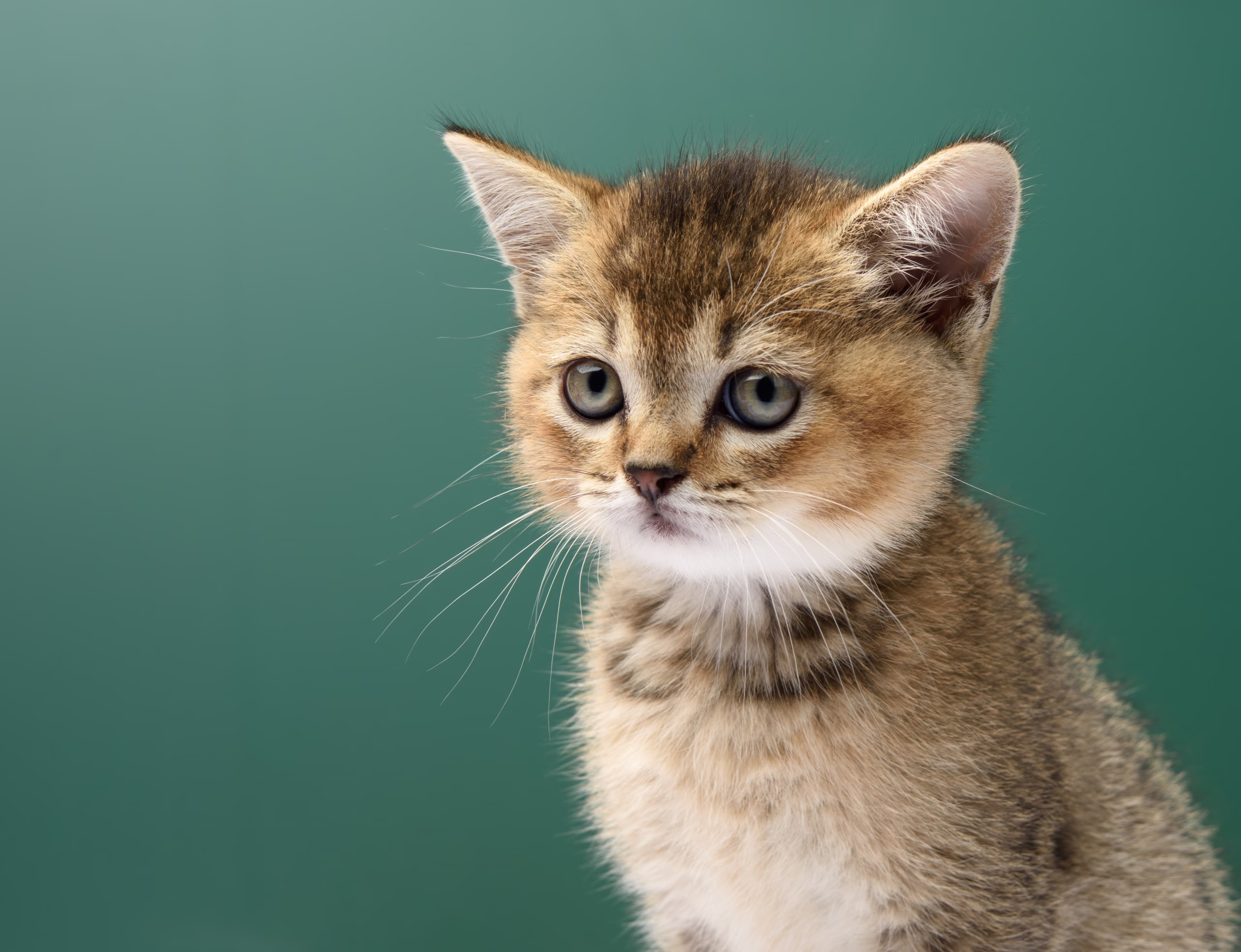 Panduan Terbaik untuk Menggumpal Pasir Kucing: 9 Pilihan Bentonit Terbaik untuk Pemilik Kucing Indonesia